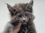 Sophie - Maine Coon Kitten For Sale - 