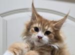 Elvis BIG BOY - Maine Coon Kitten For Sale - 