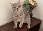 Blue Tabby British Shorthair girl Astra - British Shorthair Kitten For Sale - NY, US