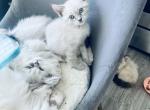 suzzy - Siamese Kitten For Sale - Mount Prospect, IL, US