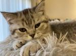 Omletik - Scottish Straight Kitten For Sale - 