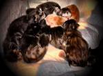 Winter litter - Maine Coon Kitten For Sale - Old Bridge, NJ, US