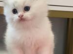 Soul - Ragdoll Kitten For Sale - Setauket- East Setauket, NY, US