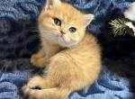 Kitty - British Shorthair Kitten For Sale - 