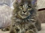 Northern King - Maine Coon Kitten For Sale - Houston, TX, US