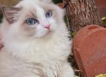 bamboo - Ragdoll Kitten For Sale - 