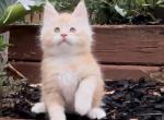 Rusty - Maine Coon Kitten For Sale - Johns Creek, GA, US