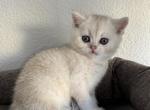 Lily - Scottish Straight Kitten For Sale - Roseville, CA, US