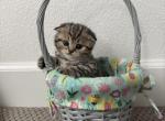 Daisy - Scottish Fold Kitten For Sale - Roseville, CA, US