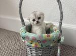 Rosie - Scottish Fold Kitten For Sale - Roseville, CA, US