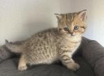 Poppy - Scottish Straight Kitten For Sale - Roseville, CA, US