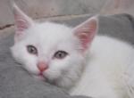 Pearl - Domestic Kitten For Sale - Grand Island, NE, US