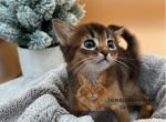 Scarlett - Somali Kitten For Sale - 