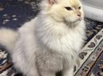 Raja cinnamon boy - Ragdoll Kitten For Sale - Wellsville, OH, US