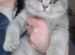 Sally - Scottish Straight Kitten For Sale - 