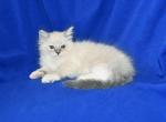 Gingers Litter - Ragdoll Kitten For Sale - WI, US