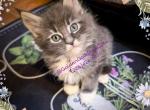 Nugget - Maine Coon Kitten For Sale - Seattle, WA, US