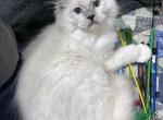 Ali - Ragdoll Kitten For Sale - Tuscaloosa, AL, US