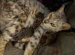 Bailey's litter - Bengal Kitten For Sale - 