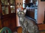 Boo boo - Bengal Kitten For Sale - 