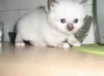 Melice - Birman Kitten For Adoption - Burnaby, British Columbia, CA