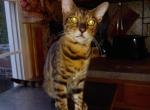 Jacks - Bengal Kitten For Sale - 