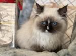 Stunning Ragdoll Male - Ragdoll Kitten For Sale - Knoxville, IA, US