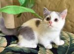 Munchkin Bi Color Male - Munchkin Kitten For Sale - 