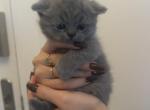 Tom - Scottish Fold Kitten For Sale - Tampa, FL, US