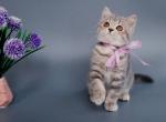 Xanita - British Shorthair Kitten For Sale - 