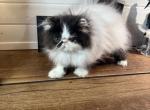 WhimsicalSky Michaelanglo - Persian Kitten For Sale - Columbus, GA, US