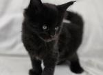 Tucker - Maine Coon Kitten For Sale - 