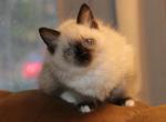 Pumpkin - Ragdoll Kitten For Sale - 