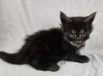 Saria - Maine Coon Kitten For Sale - 