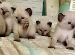 Thankful litter - Siamese Kitten For Sale - Cape Coral, FL, US