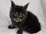 Sheea - Maine Coon Kitten For Sale - 