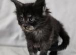 Loki - Maine Coon Kitten For Sale - 