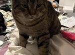 Danial - Domestic Cat For Adoption - Flint, MI, US