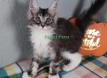 Silver and white girl - Maine Coon Kitten For Sale - 