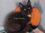 Black and white poly girl - Maine Coon Kitten For Sale - 