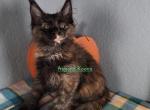 Tortoiseshell poly girl - Maine Coon Kitten For Sale - 