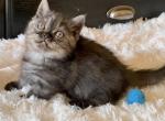 Fall babies - Minuet Kitten For Sale - Bedford, VA, US