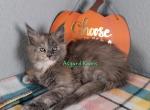 Blue cream girl - Maine Coon Kitten For Sale - 