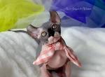 Yzma - Sphynx Kitten For Sale - 