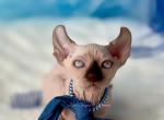 YETI - Sphynx Kitten For Sale - 