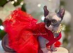 Summer - Sphynx Kitten For Sale - 