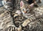 Bengal Cubs - Bengal Kitten For Adoption - Dallas, TX, US