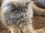 Toby - Exotic Kitten For Sale - 