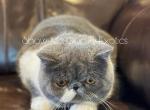 Eva - Exotic Kitten For Sale - 