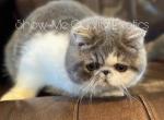 Nala - Exotic Kitten For Sale - 